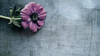 tranquil flower on a gray background