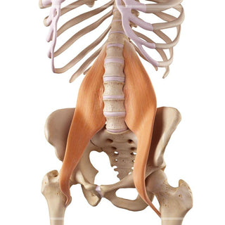 Releasing the Psoas Muscle (Hips / Low Back)