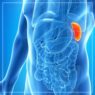 Blue diagram of the spleen/pancrease