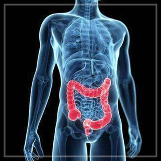 Diagram of the large intestine 