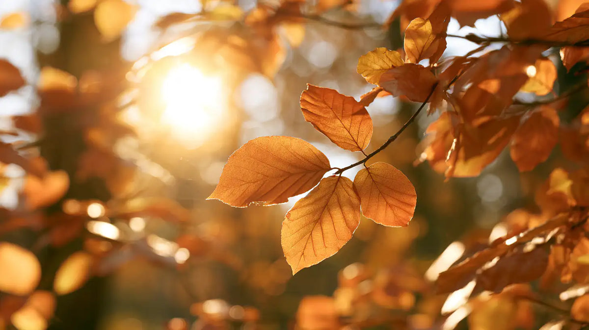Close-up of golden autumn leaves on a branch with bright sunlight shining through a blurred forest background.