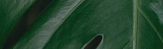 green leaf background