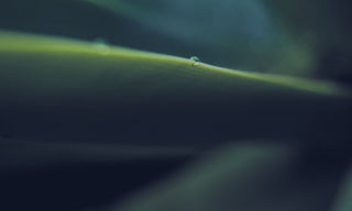 dewdrop on green grass symbolizing renewal and healing one's relationship with food and body