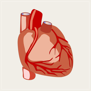 Deep Cleaning the Physical Heart: Total Collection