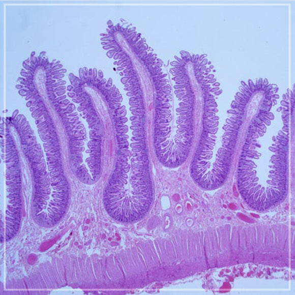 Exploring the Interstitium