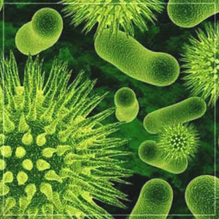Bacteria, Fungi, Viruses & Parasites