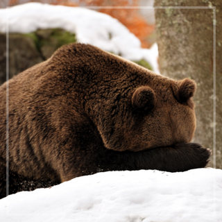An image of a bear hiding its head for this sound healing video that deals with overcoming guilt and shame.