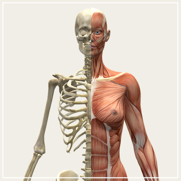 Bones, Collagen / Fascia & Skin