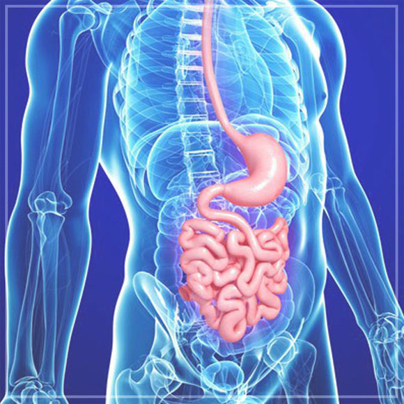 Supporting the Digestive System