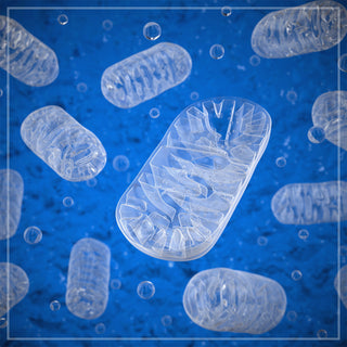 Improving Mitochondrial Functioning