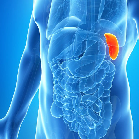 Deep Cleaning the Spleen / Pancreas